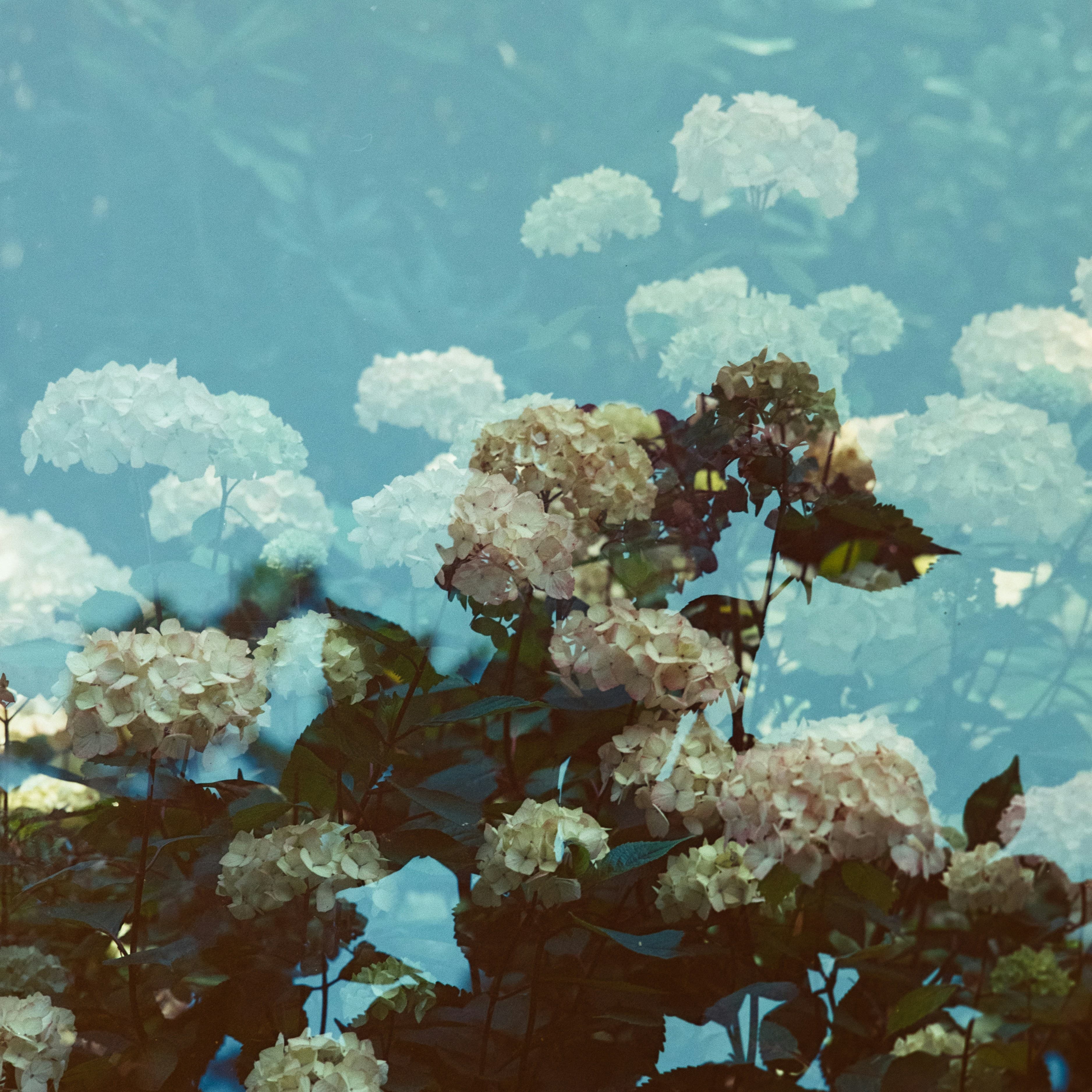 Painting of white flowers